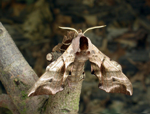 Click on the image to return to main Eyed Hawk-moth page
