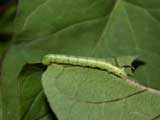 2nd instar caterpillar