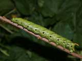 5th instar larva, green form
