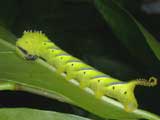 4th instar larva