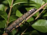 5th instar larva, brown form