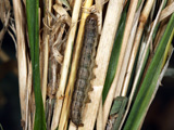 Larva, click to enlarge