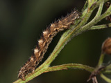 Larva, click to enlarge