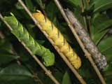 5th instar larvae, three colour forms