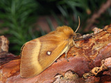 'Northern Eggar' female - click to enlarge