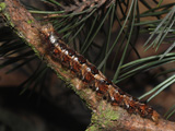 Larva - click to enlarge