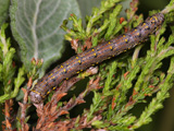 Larva - click to enlarge