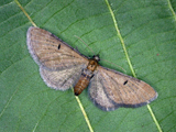 Adult, click to enlarge